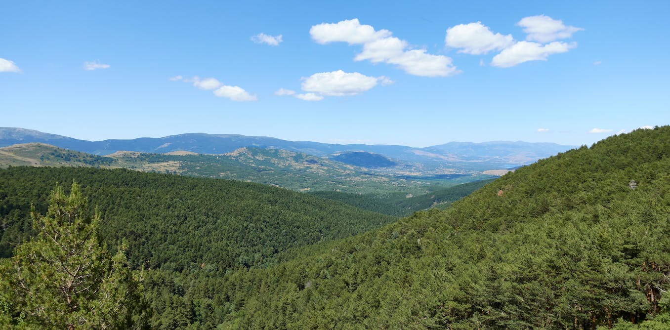 Por qué los actuales bosques españoles son en realidad jardines