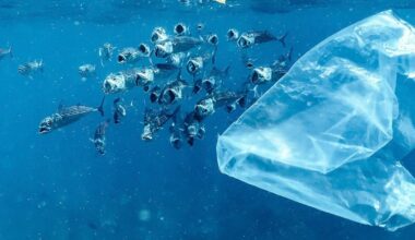 prometedoras soluciones al problema de los plásticos