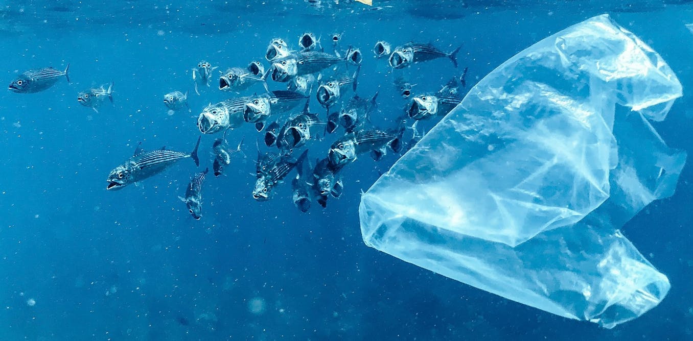 prometedoras soluciones al problema de los plásticos