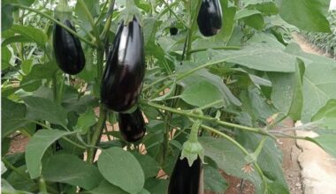 La berenjena almeriense aumenta el valor de sus exportaciones en un 26%