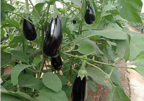 La berenjena almeriense aumenta el valor de sus exportaciones en un 26%