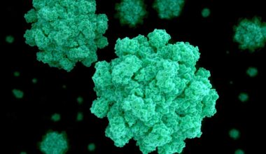 Una nueva variante de norovirus, detrás del aumento de brotes de gastroenteritis en todo el mundo