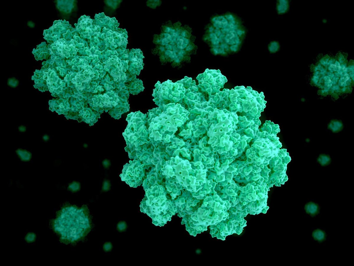 Una nueva variante de norovirus, detrás del aumento de brotes de gastroenteritis en todo el mundo