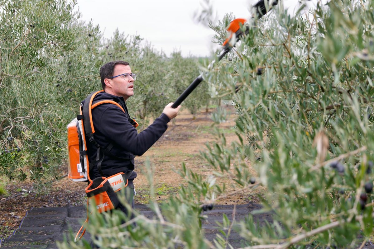Gallardo pasa la jornada de reflexión previa al 21D recogiendo aceitunas en una parcela familiar