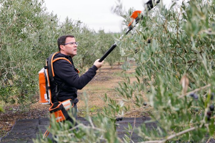 Gallardo pasa la jornada de reflexión previa al 21D recogiendo aceitunas en una parcela familiar El candidato del PSOE de Extremadura, Miguel Ángel Gallardo, pasa el día de reflexión antes de las elecciones del 21D recogiendo aceitunas en una parcela familiar