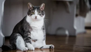 MEOW-1 está probando si funciona en estos animales