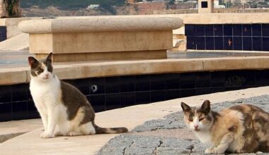 Alertan del surgimiento de casos de gripe aviar en gatos en los alrededores de Berlín