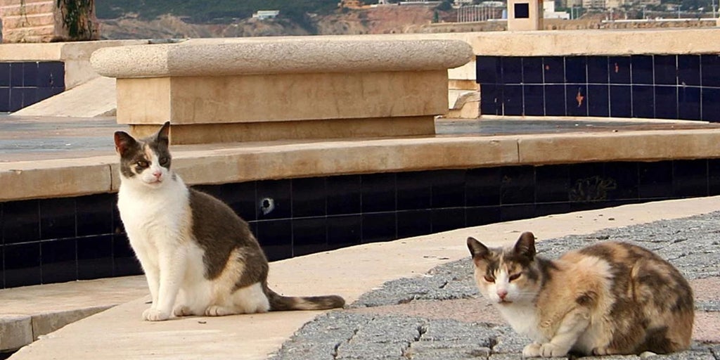 Alertan del surgimiento de casos de gripe aviar en gatos en los alrededores de Berlín