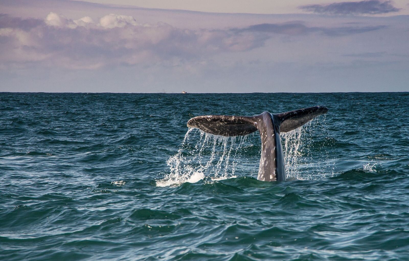 ¿Avistamiento de ballenas en Año Nuevo? Estas son las 4 celebraciones más inusuales de América | National Geographic