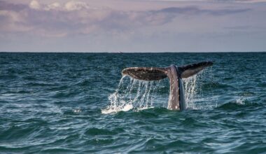¿Avistamiento de ballenas en Año Nuevo? Estas son las 4 celebraciones más inusuales de América | National Geographic
