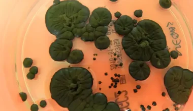 Estos hongos negros que nacen en Chernóbil podrían ser realmente útiles para la NASA y los viajes espaciales