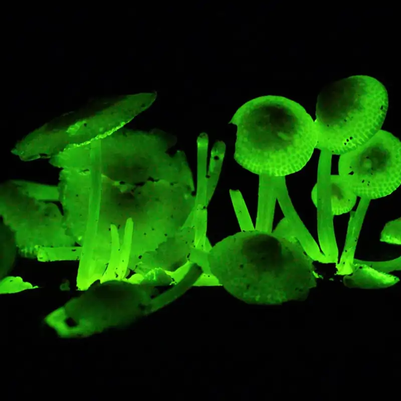 Hongos bioluminiscentes en la selva tropical de Borneo