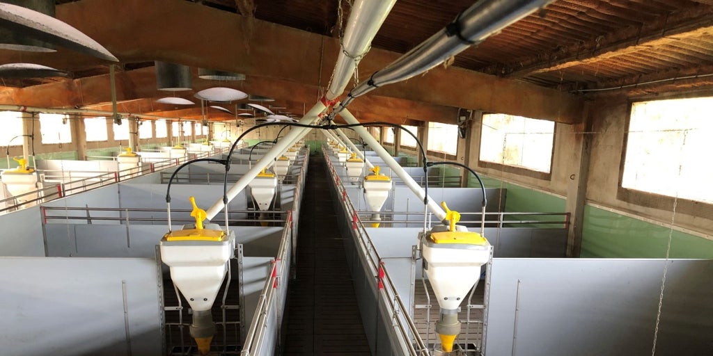 Generalitat y sector acuerdan el sacrificio de 30.000 cerdos en las granjas dentro de la zona de exclusión de la peste porcina africana