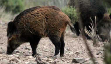 «Cierta preocupación» en Castilla y León por el impacto económico de la Peste Porcina Africana