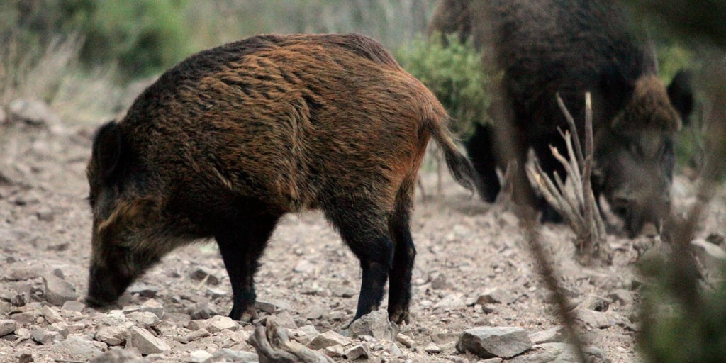 «Cierta preocupación» en Castilla y León por el impacto económico de la Peste Porcina Africana