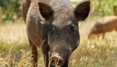 Peste porcina y jabalíes, la tormenta perfecta