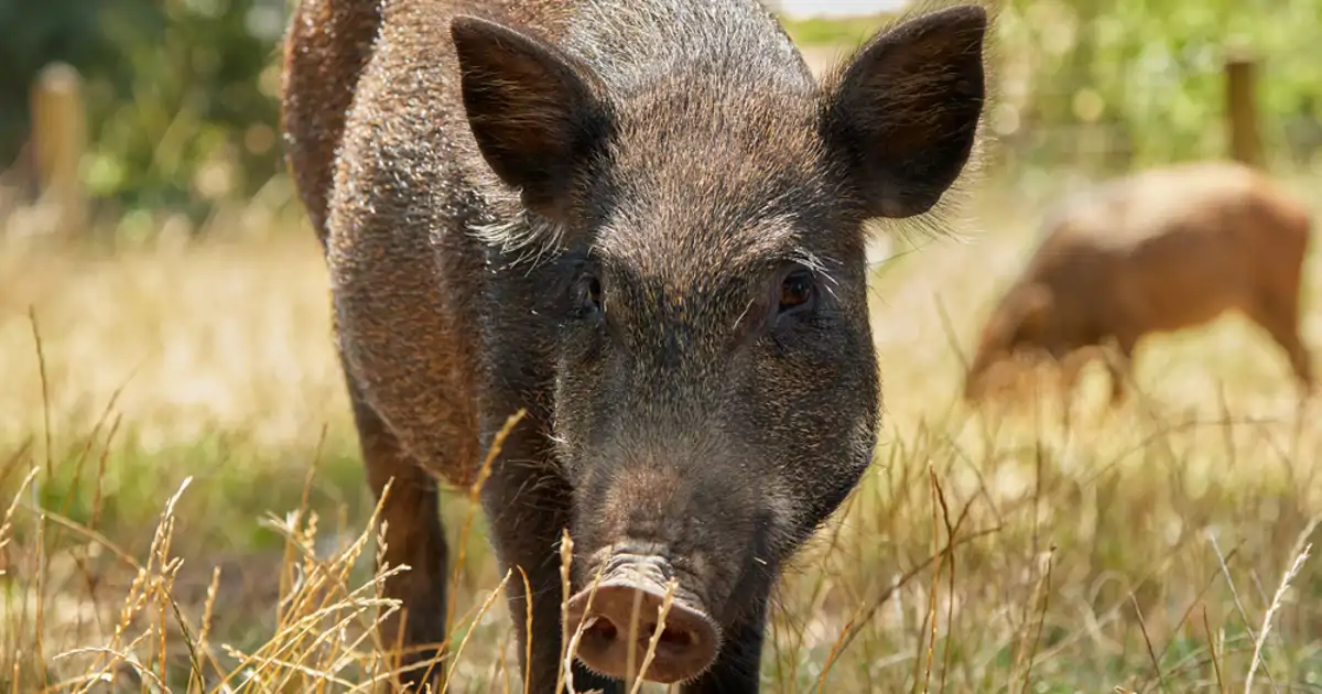Peste porcina y jabalíes, la tormenta perfecta
