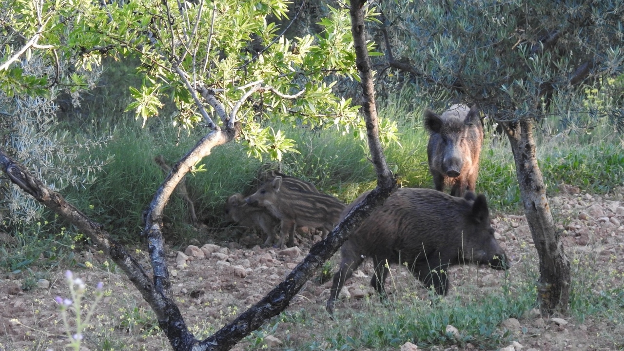 ¿La peste porcina afecta a las personas? Claves de un virus que alerta a España