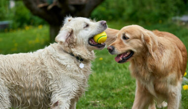 kiwoko-tiendanimal-uber-eats-productos