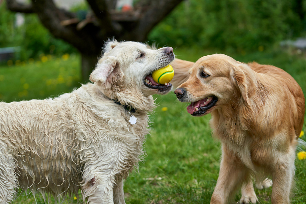 kiwoko-tiendanimal-uber-eats-productos