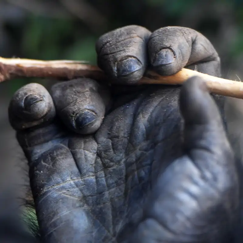 Las manos de un gorila son similares a las de un ser humano pero adaptadas a la locomoción cuadrúpeda.