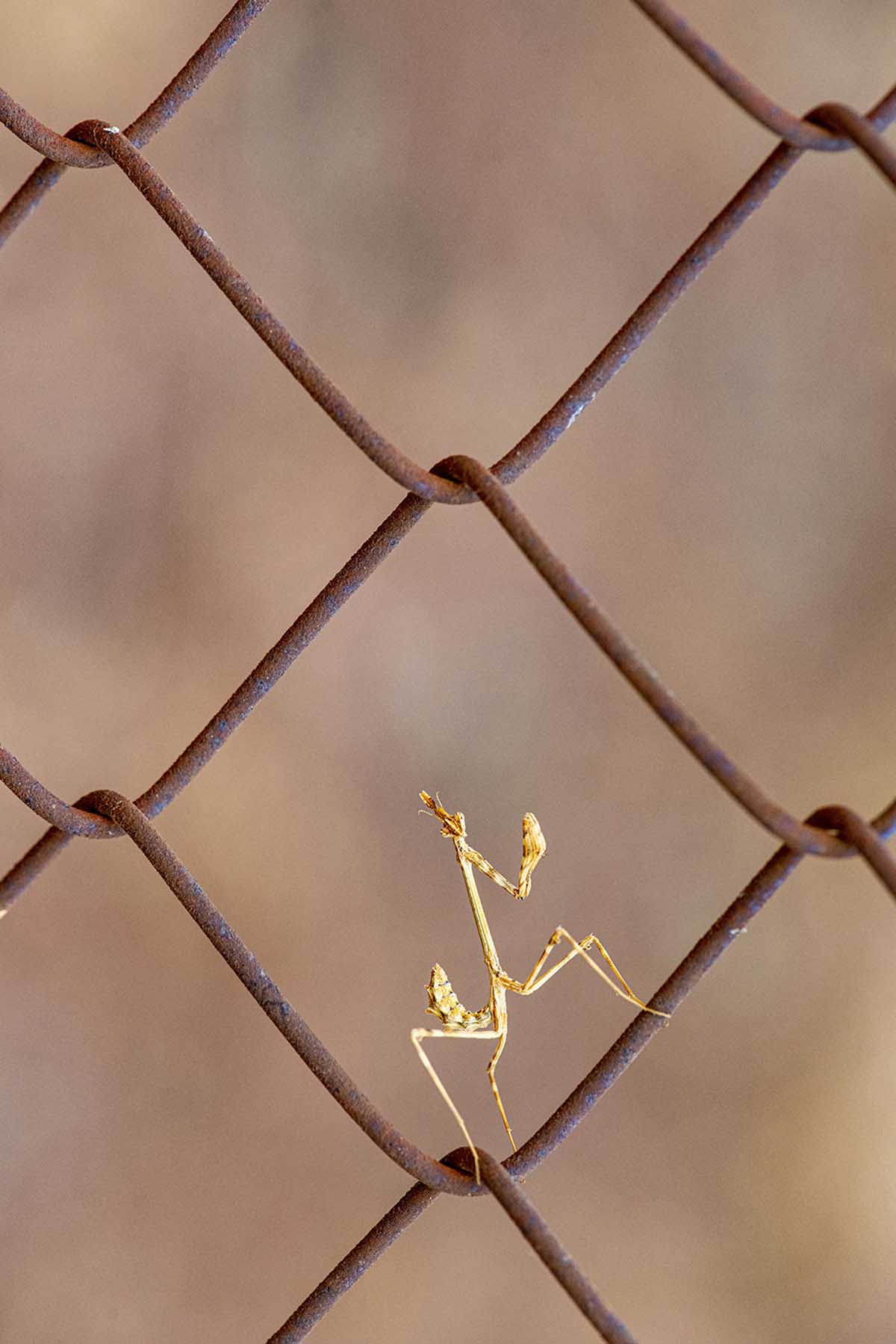 LUX PLATA – Ferran Aguilar Anton