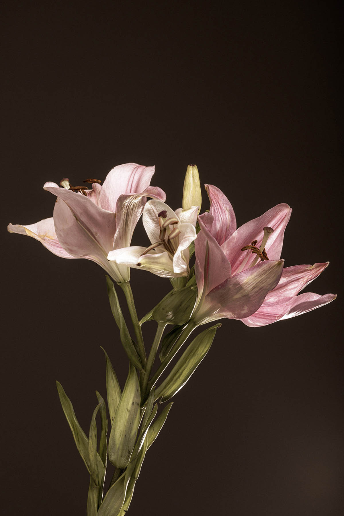 LUX PLATA – Pablo Mellino