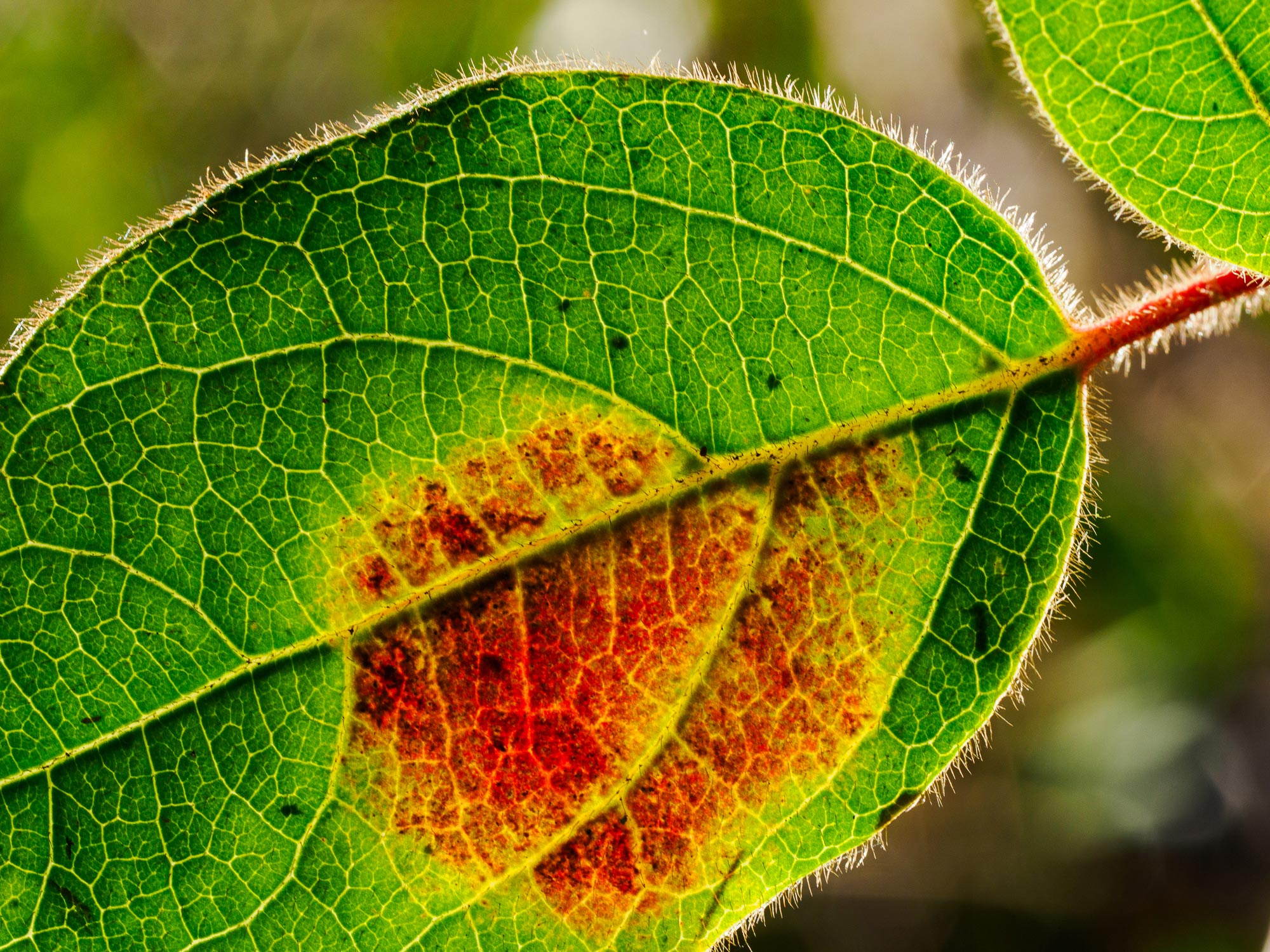 Manel_Soria_FF-MFT_02