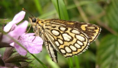 El proyecto Psyche sitúa las mariposas a la vanguardia de la genómica de la biodiversidad