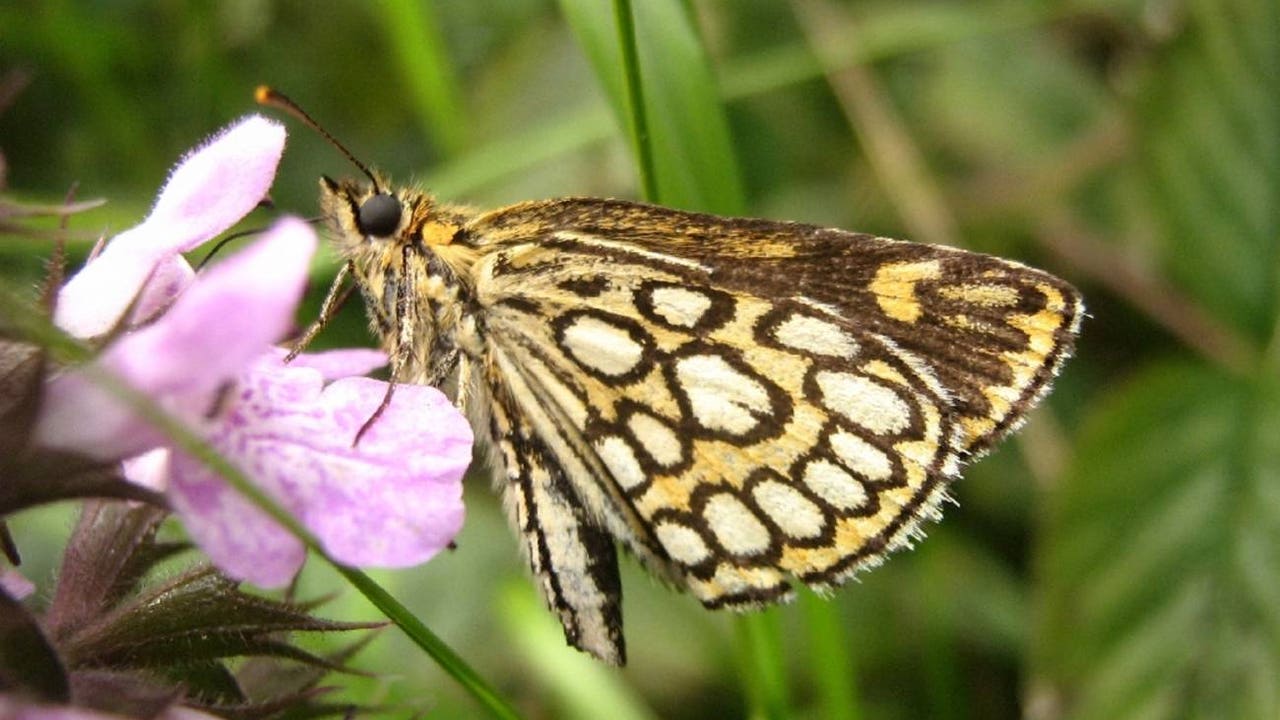 El proyecto Psyche sitúa las mariposas a la vanguardia de la genómica de la biodiversidad