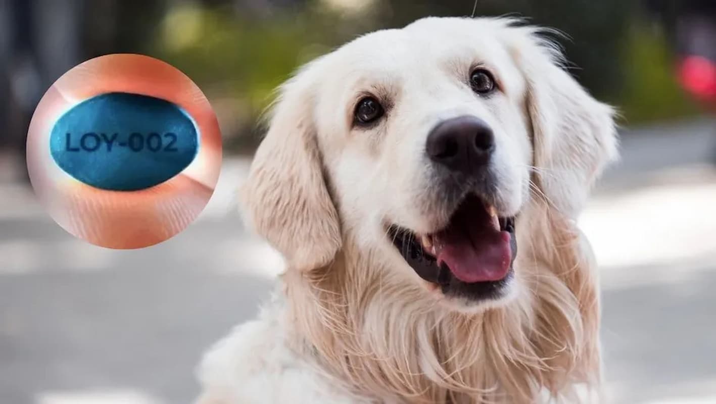 envejecimiento perros