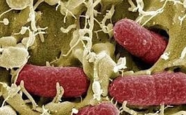 España desaconseja el uso del Augmentine para la faringitis por su «alto riesgo de generar resistencias»