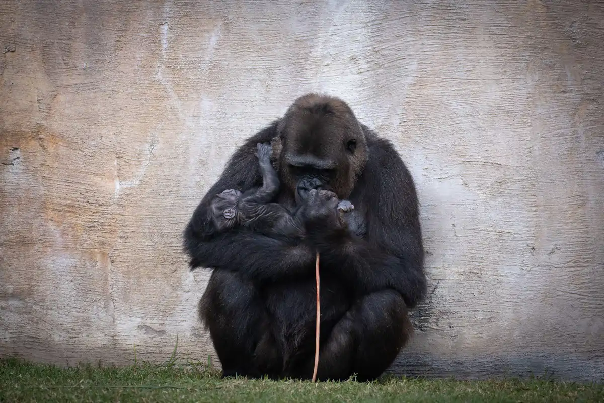 Nacimiento cria de gorila en Bioparc Fuengirola nov 2025 1 (3)