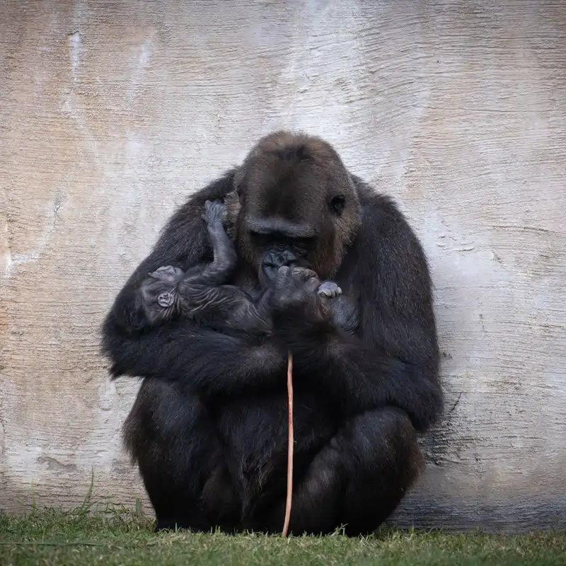 Nacimiento cria de gorila en Bioparc Fuengirola nov 2025 1 (3)