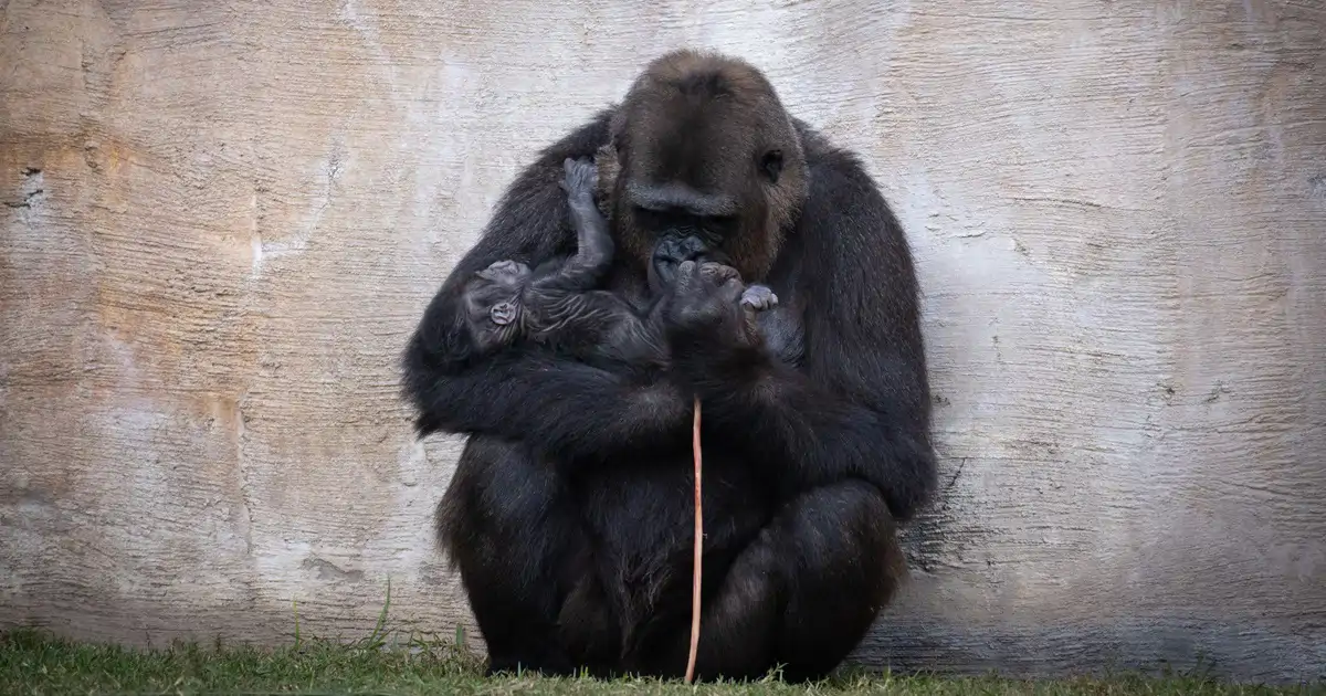 microorganismos que parecen IA, osos pacíficos y la última Luna llena de 2025
