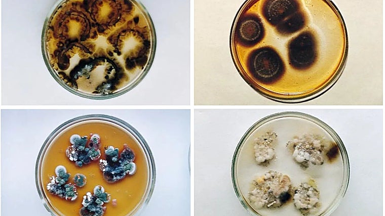 Cultivos hallados en la cuarta unidad de Chernóbil, incluyendo Cladosporium sphaerospermum. La placa superior derecha muestra claramente melanización