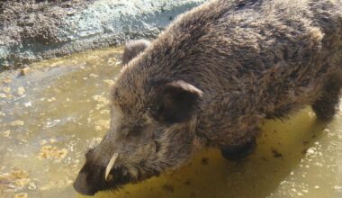 declara la emergencia cinegética para intensificar el control del jabalí