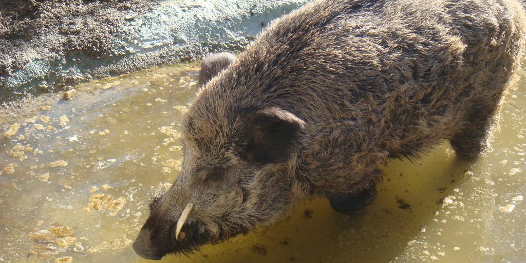 declara la emergencia cinegética para intensificar el control del jabalí