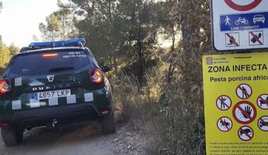 La Generalitat apunta a un bocadillo de embutido contaminado como origen de la peste porcina africana