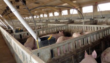 Cerca de 200 veterinarios actualizan conocimientos sobre PPA en el taller organizado por el Consejo de Castilla y Le&oacute;n