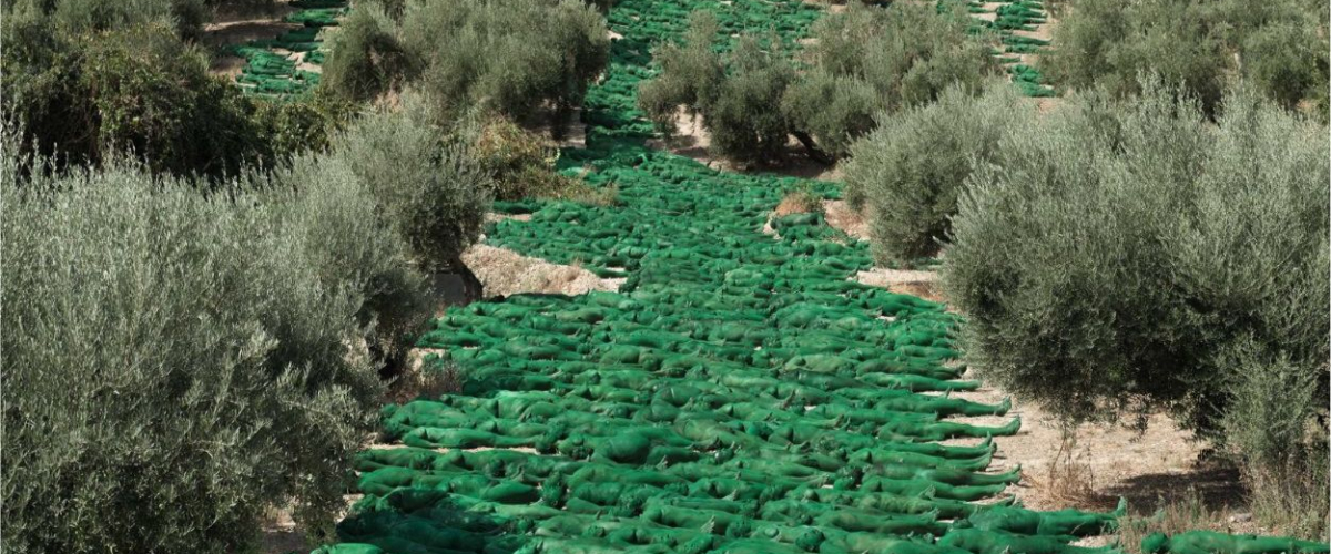 así quedó la foto de 800 personas desnudas en un olivar de Granada