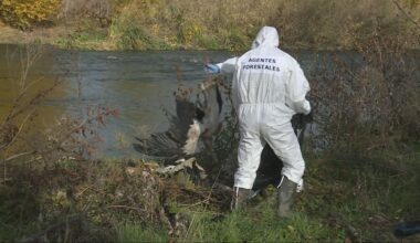 Madrid confirma la presencia de gripe aviar de alta patogenicidad y el delegado del Gobierno ofrece "apoyo logístico"