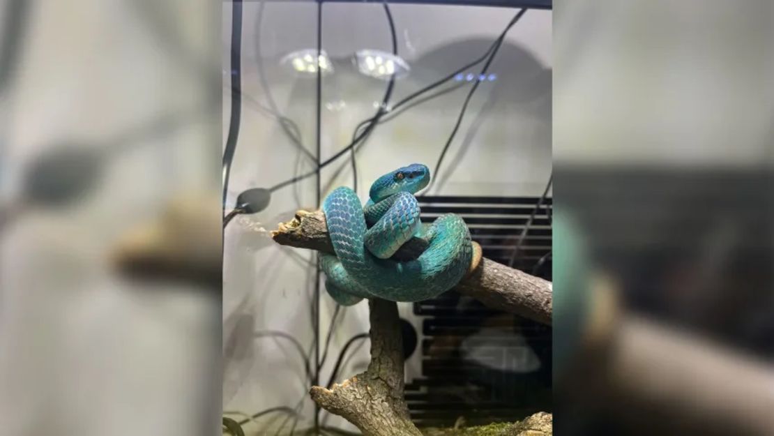 La víbora de fosa indonesia de Qi, que se parece a Gary De’Snake, el personaje de serpiente azul en 
