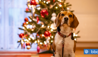 Ante ruidos y calor: cómo evitar que tus mascotas vivan momentos de estrés en fiestas de fin de año | BBCL Contigo