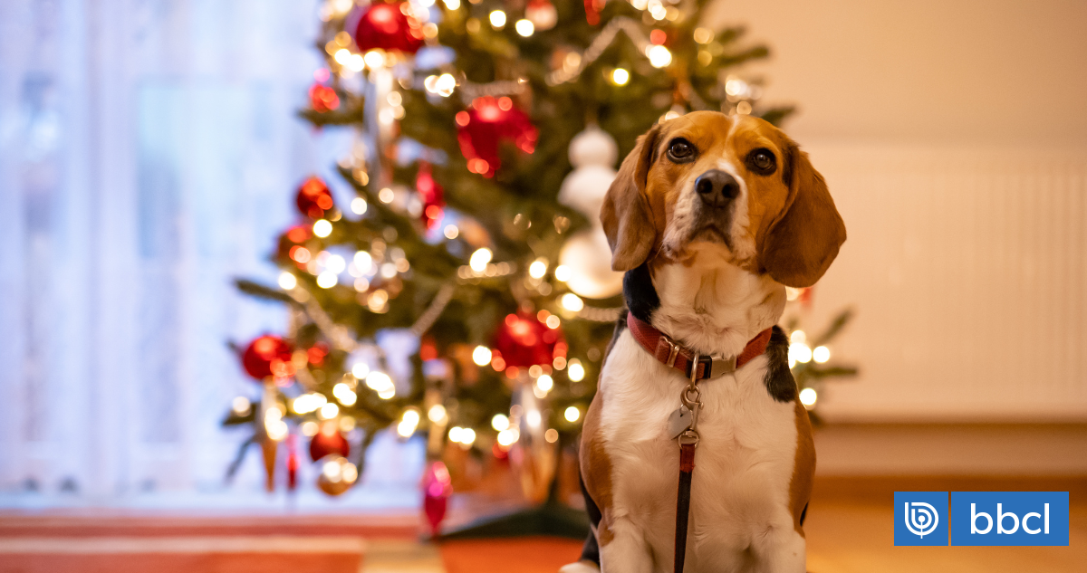 Ante ruidos y calor: cómo evitar que tus mascotas vivan momentos de estrés en fiestas de fin de año | BBCL Contigo