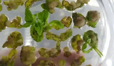 Incrementan el contenido de ácido lipoico —un potente antioxidante presente en todos los sistemas vivos— en el fruto del tomate