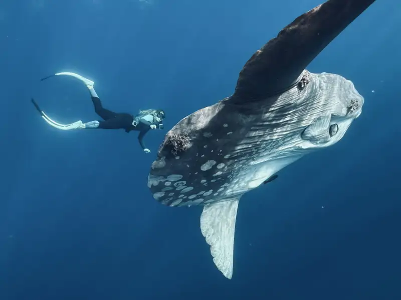 Un ejemplar de Pez Luna