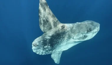 El encuentro con el gigante silencioso del Pacífico