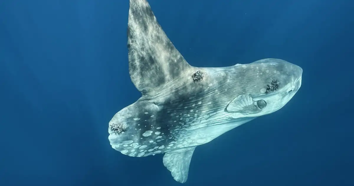 El encuentro con el gigante silencioso del Pacífico