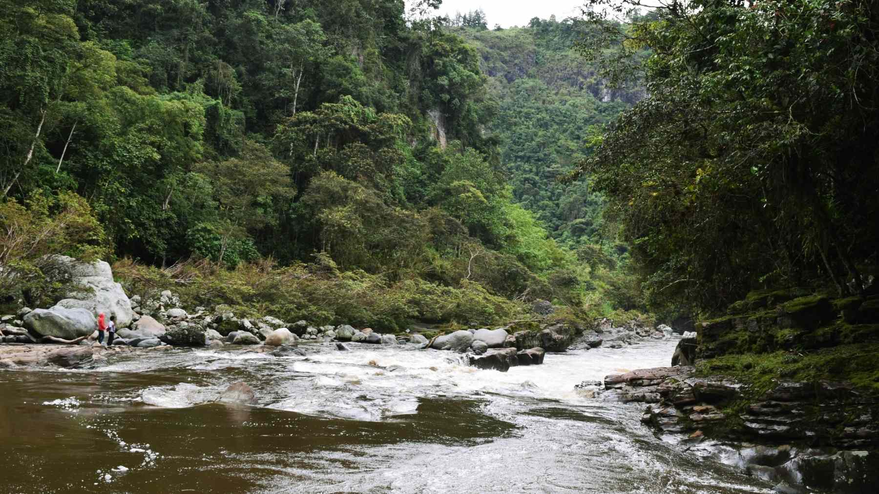 Un error repetido durante décadas ocultó la existencia de esta criatura arborícola que llevaba años mal identificada y resulta ser una nueva especie de puercoespín